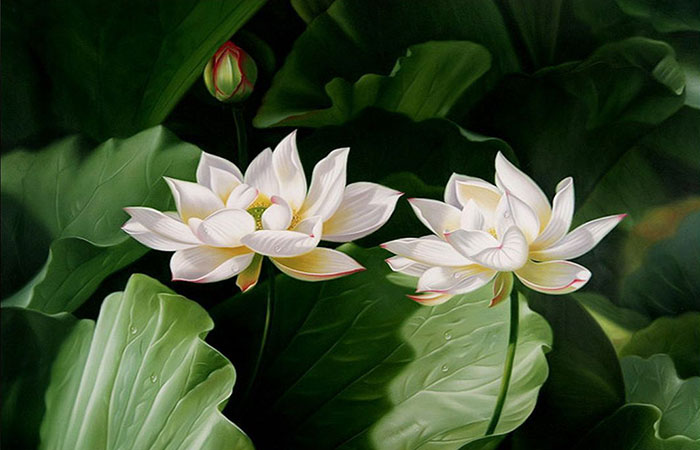 Tranh hoa sen trắng vừa mang yếu tố của Mộc, vừa mang yếu tố Kim nên rất thích hợp cho người tuổi Giáp Dần mệnh Thủy