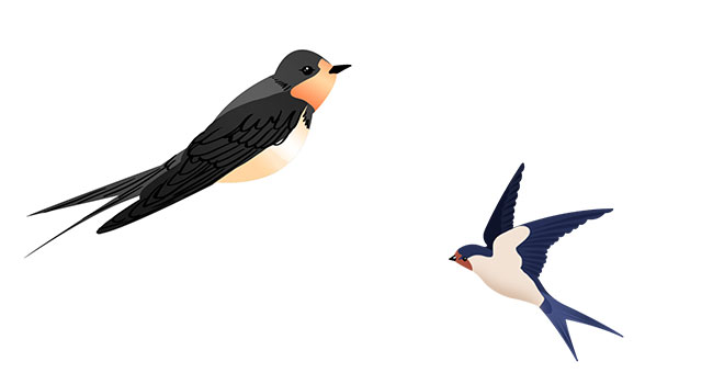 Tải 10+ mẫu chim én vector đẹp file AI, PDF, PSD, EPS