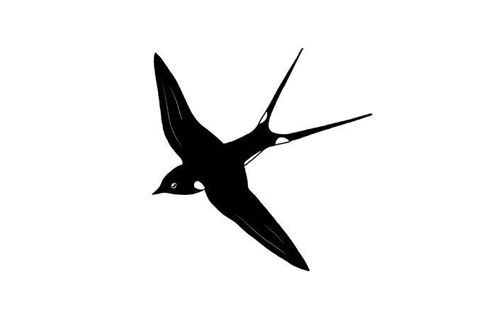 Mẫu thiết kế chim én vector 02