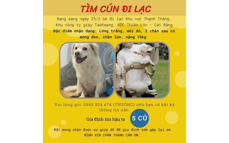 Tải 10+ mẫu tờ rơi tìm chó lạc đẹp, hiệu quả hay được dùng