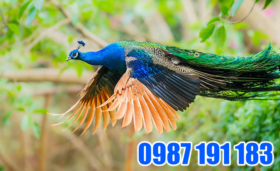 Chim khổng tước trong văn hóa Ấn Độ gắn liền với thịnh vượng và may mắn