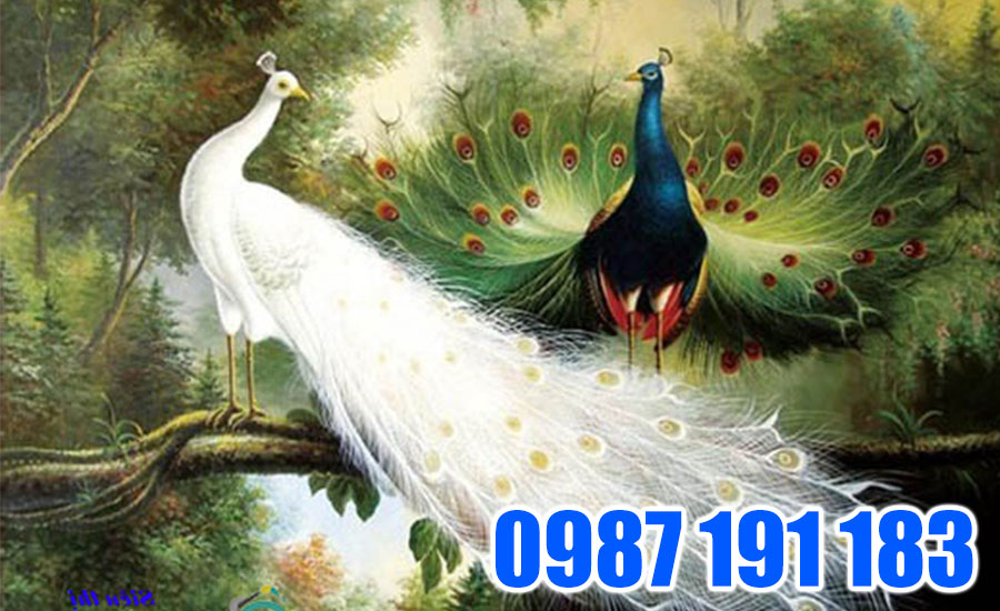 Tranh chim khổng tước sẽ phù hợp với người mệnh Kim, Thủy