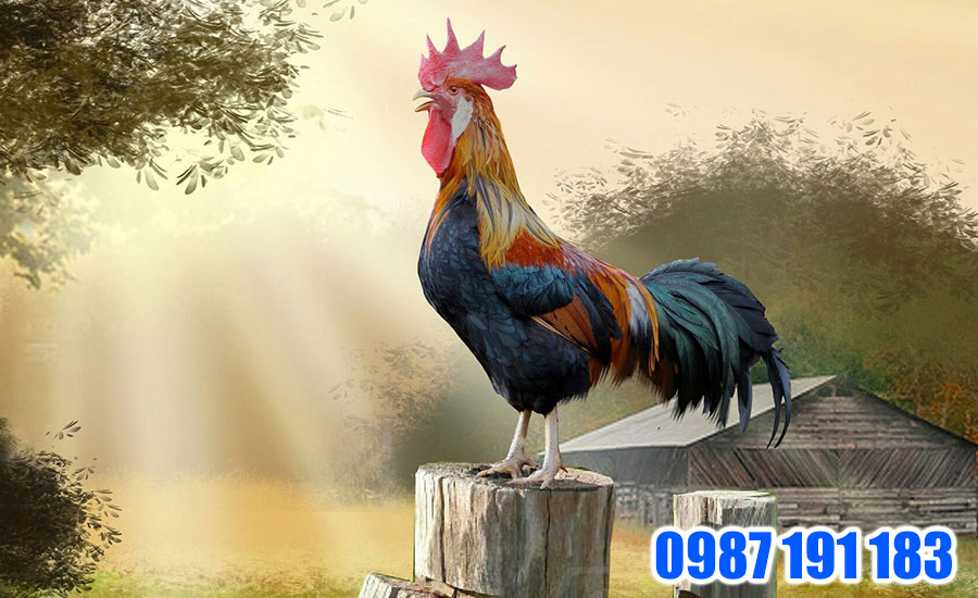 Những gia chủ mệnh Kim cũng thích hợp với tranh gà làm tranh phong thủy